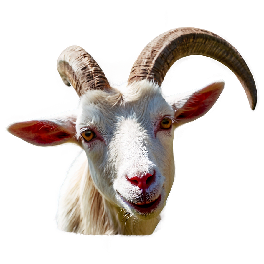 Traditional Goat Png Rhn36 PNG image