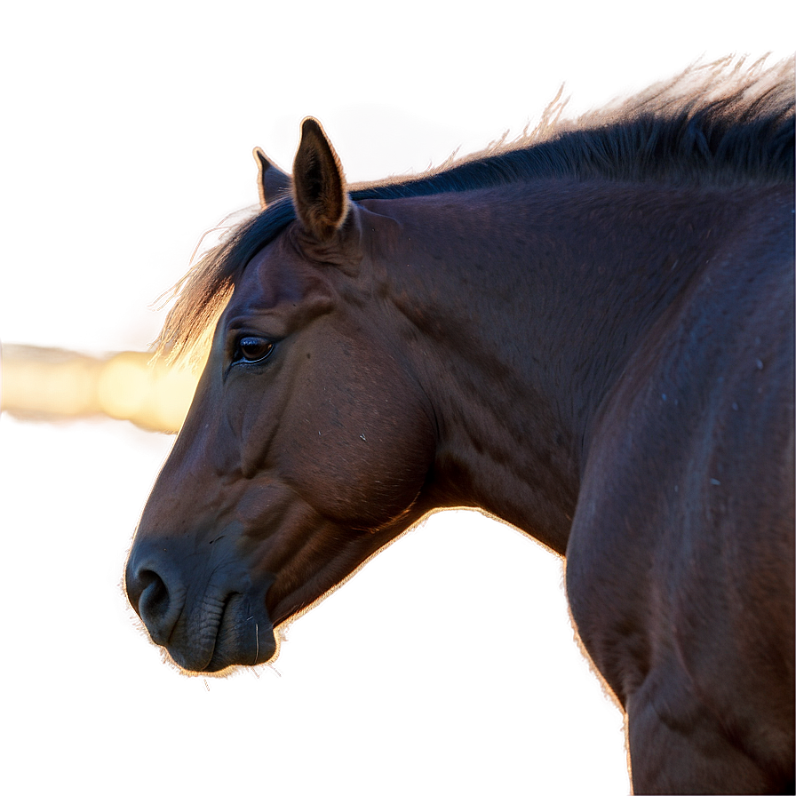 Mustang Horse Png Images (100++)