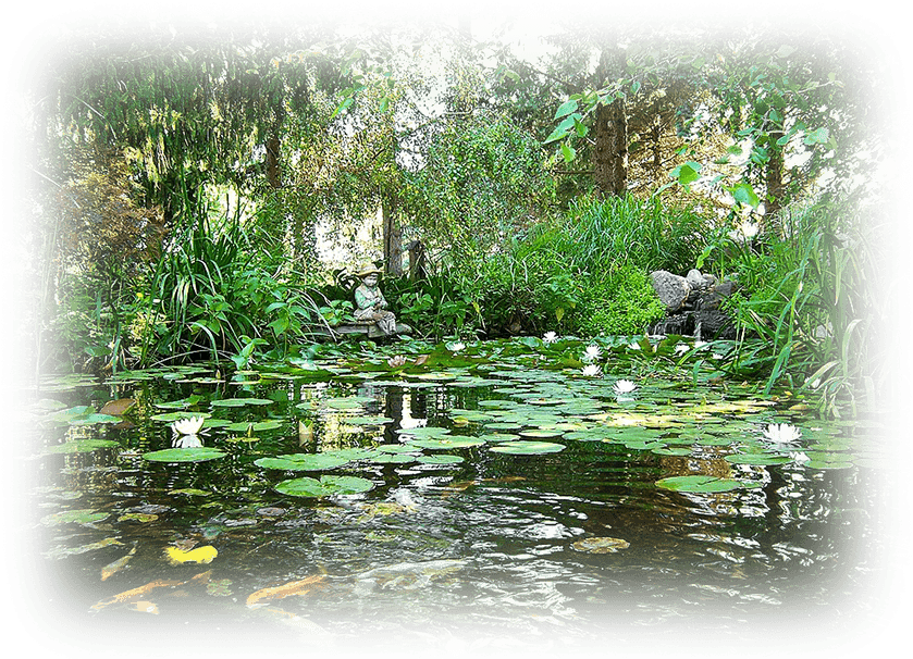 Tranquil Pondwith Koiand Lilies PNG image