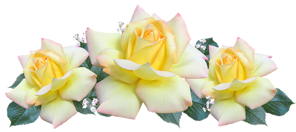 Tranquil Yellow Roses PNG image