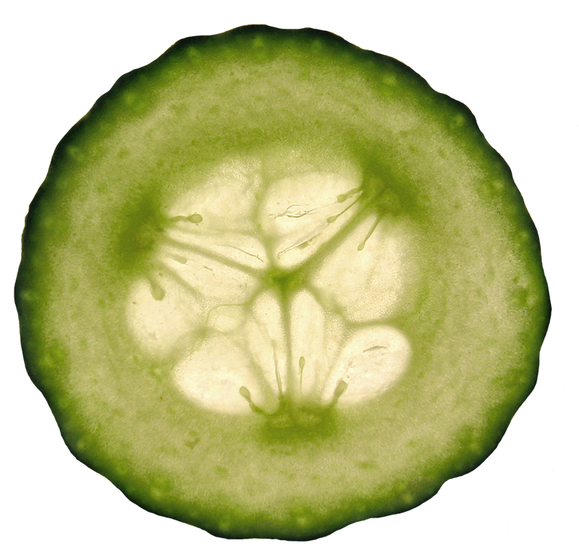 Translucent Cucumber Slice Backlit PNG image