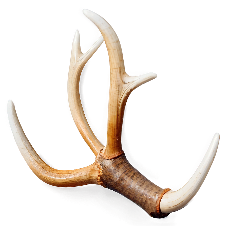 Translucent Deer Antler Png 12 PNG image