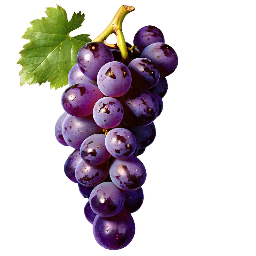 Transparent Grape Png 05212024 PNG image