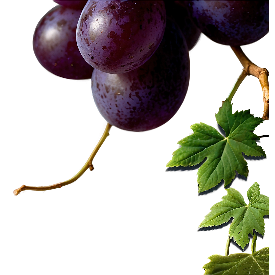 Transparent Grape Png 06292024 PNG image