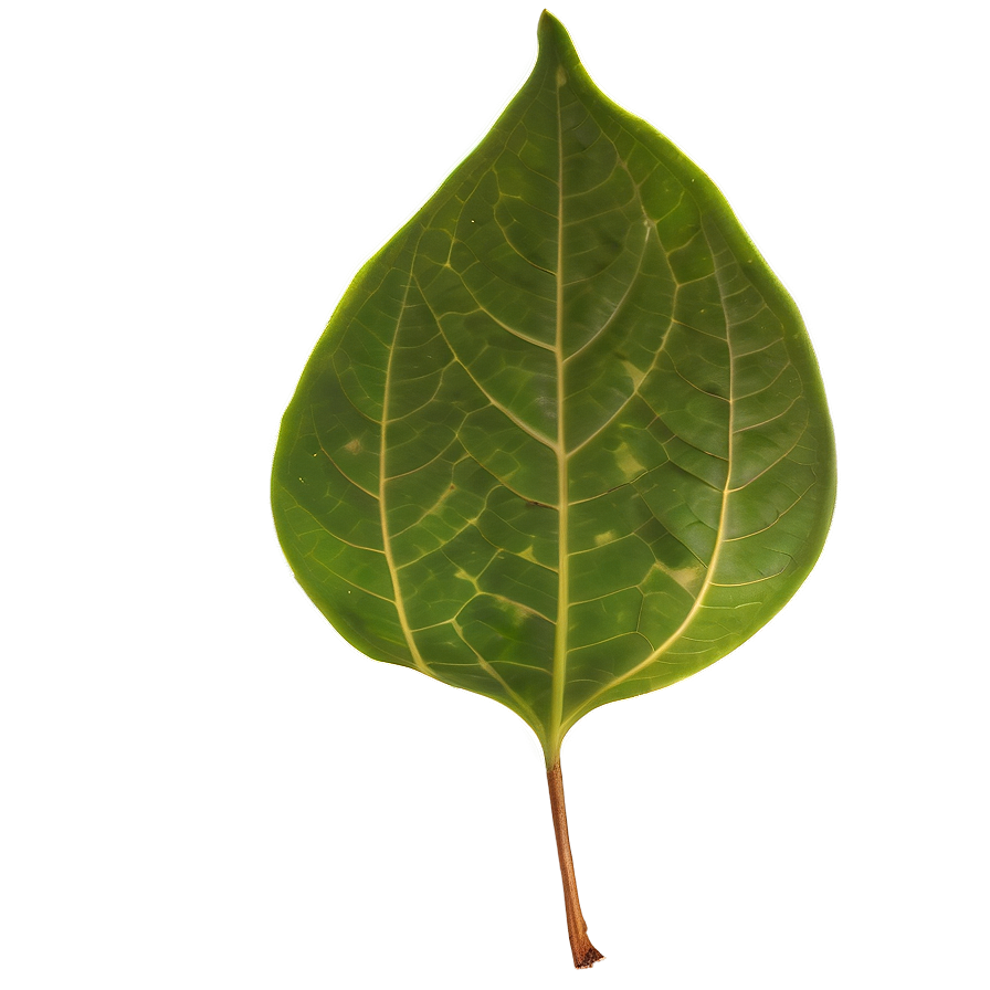 Transparent Leaf Png 90 PNG image