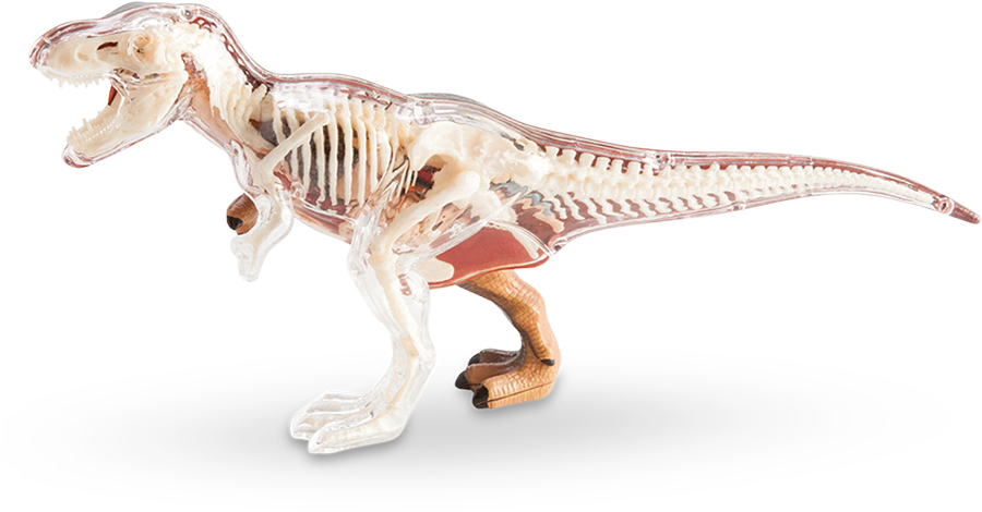 Transparent T Rex Skeleton Model PNG image