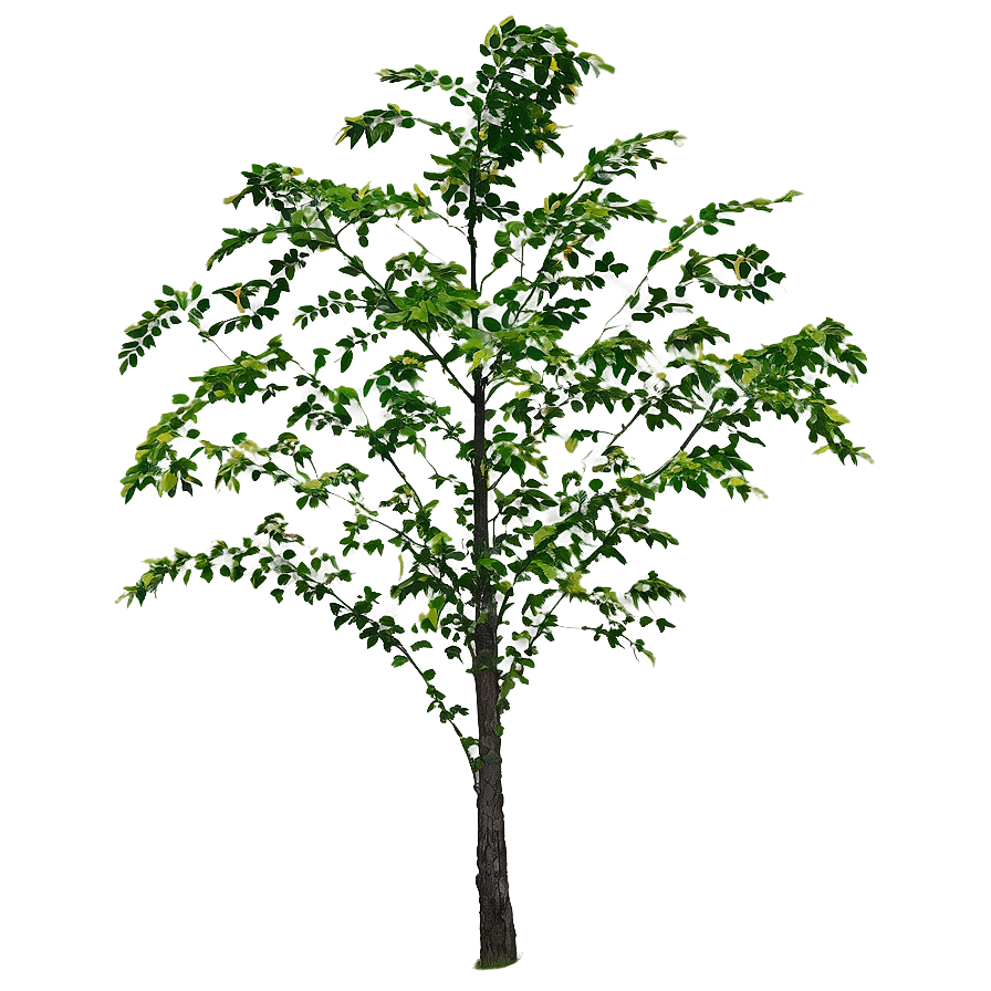 Tree Branch In Wind Png 05252024 PNG image