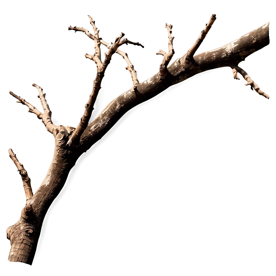 Tree Branch Isolated On White Png 54 PNG image
