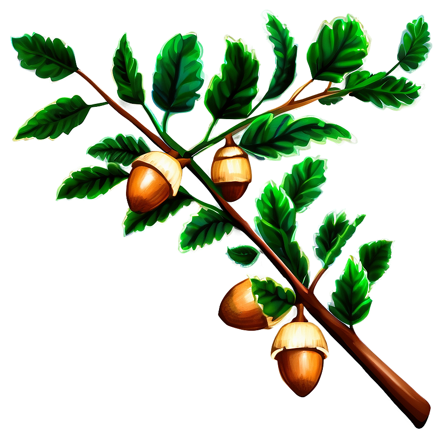 Tree Branch With Acorns Png 05252024 PNG image