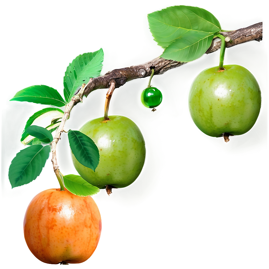 Tree Branch With Fruit Png 61 PNG image