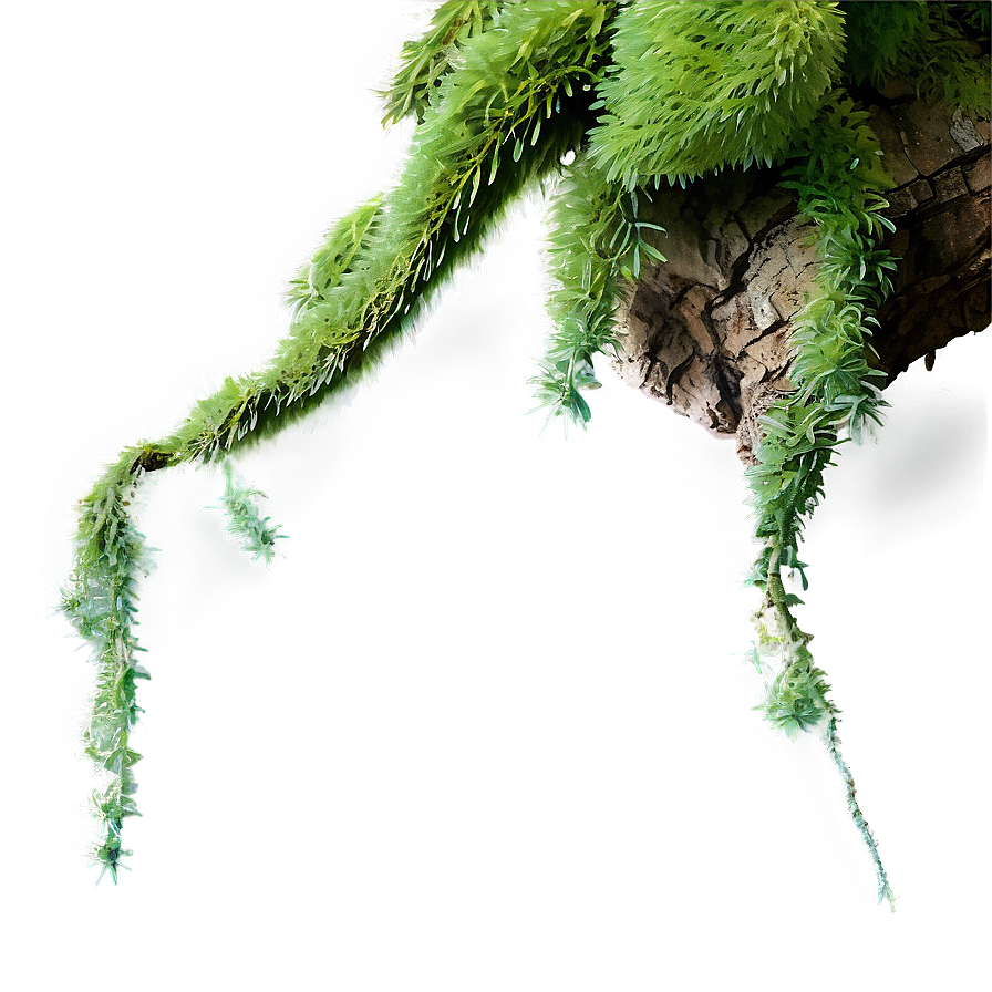 Tree Branch With Hanging Moss Png Mrs24 PNG image