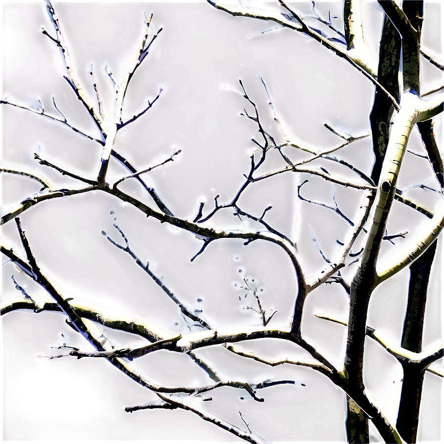 Tree Branches Png Xwo PNG image