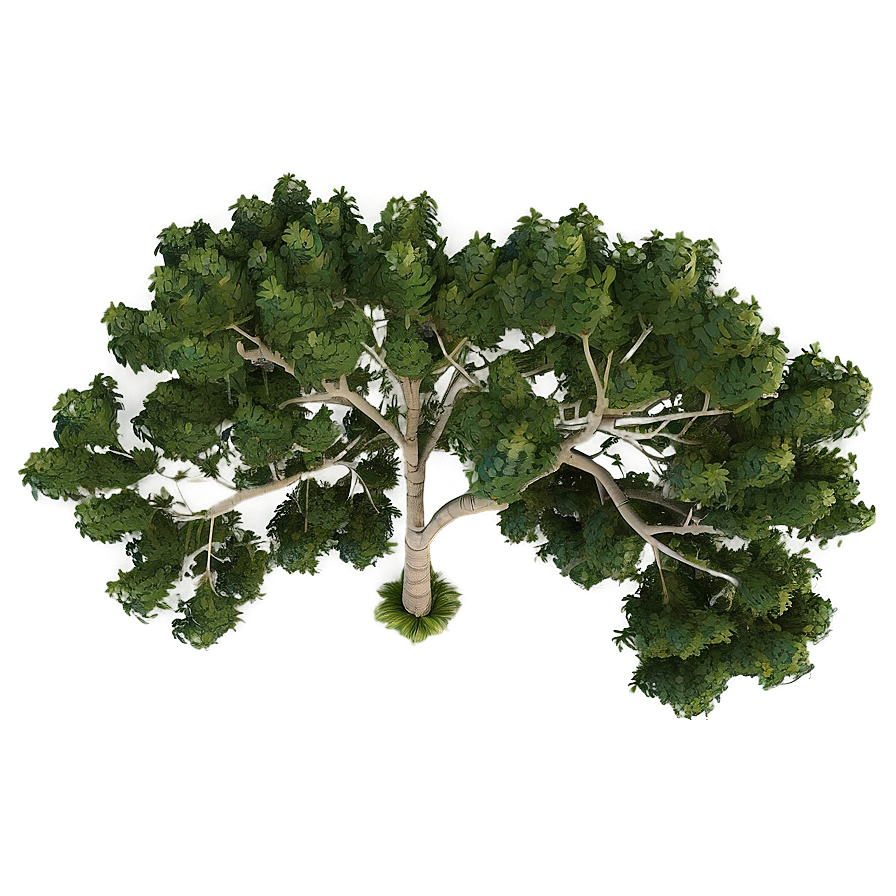 Tree Top Birds Eye View Png 06122024 PNG image