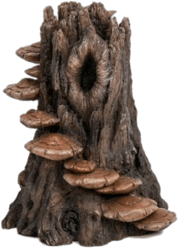 Tree Trunkwith Fungus Growth PNG image