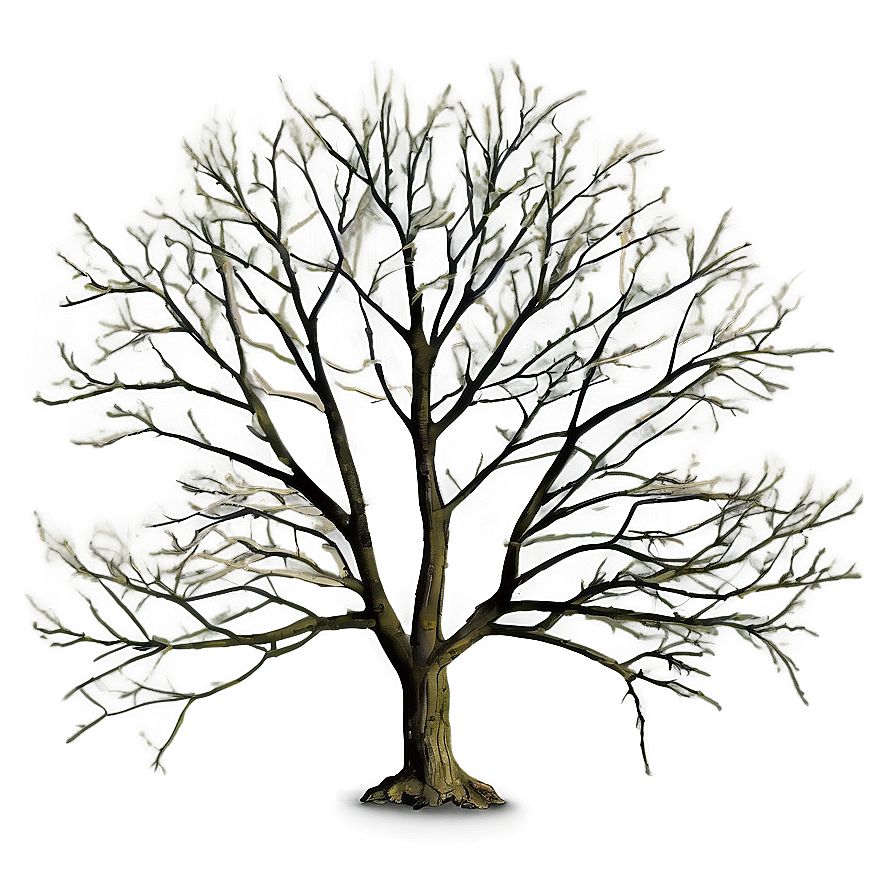 Tree With Bare Branches Png 06282024 PNG image