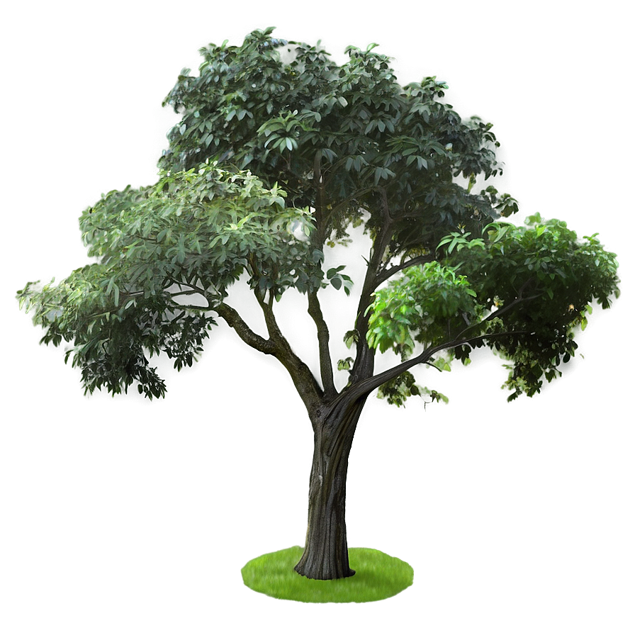 Trees D PNG image