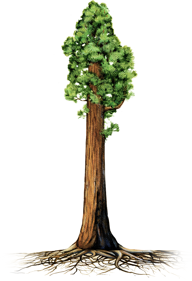 Treewith Exposed Roots Illustration PNG image