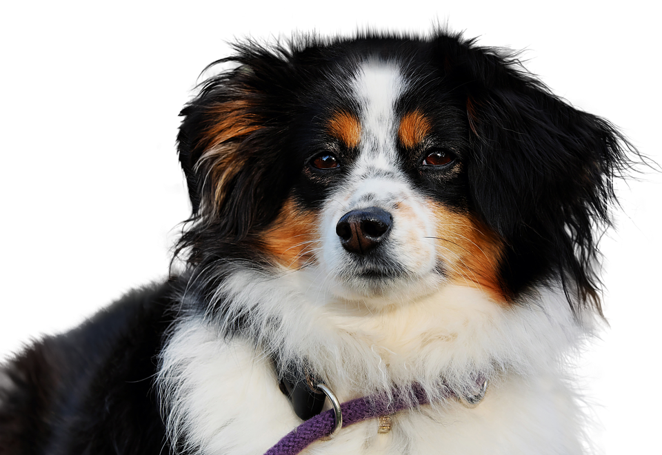 Tricolor Dog Portrait PNG image