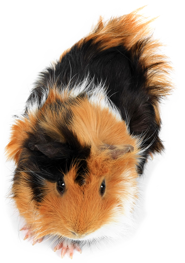 Tricolor Guinea Pig Top View PNG image