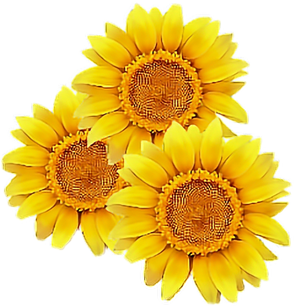 Triple_ Sunflower_ Clipart.png PNG image