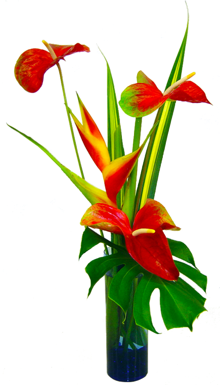 Tropical Anthuriumand Heliconia Arrangement PNG image