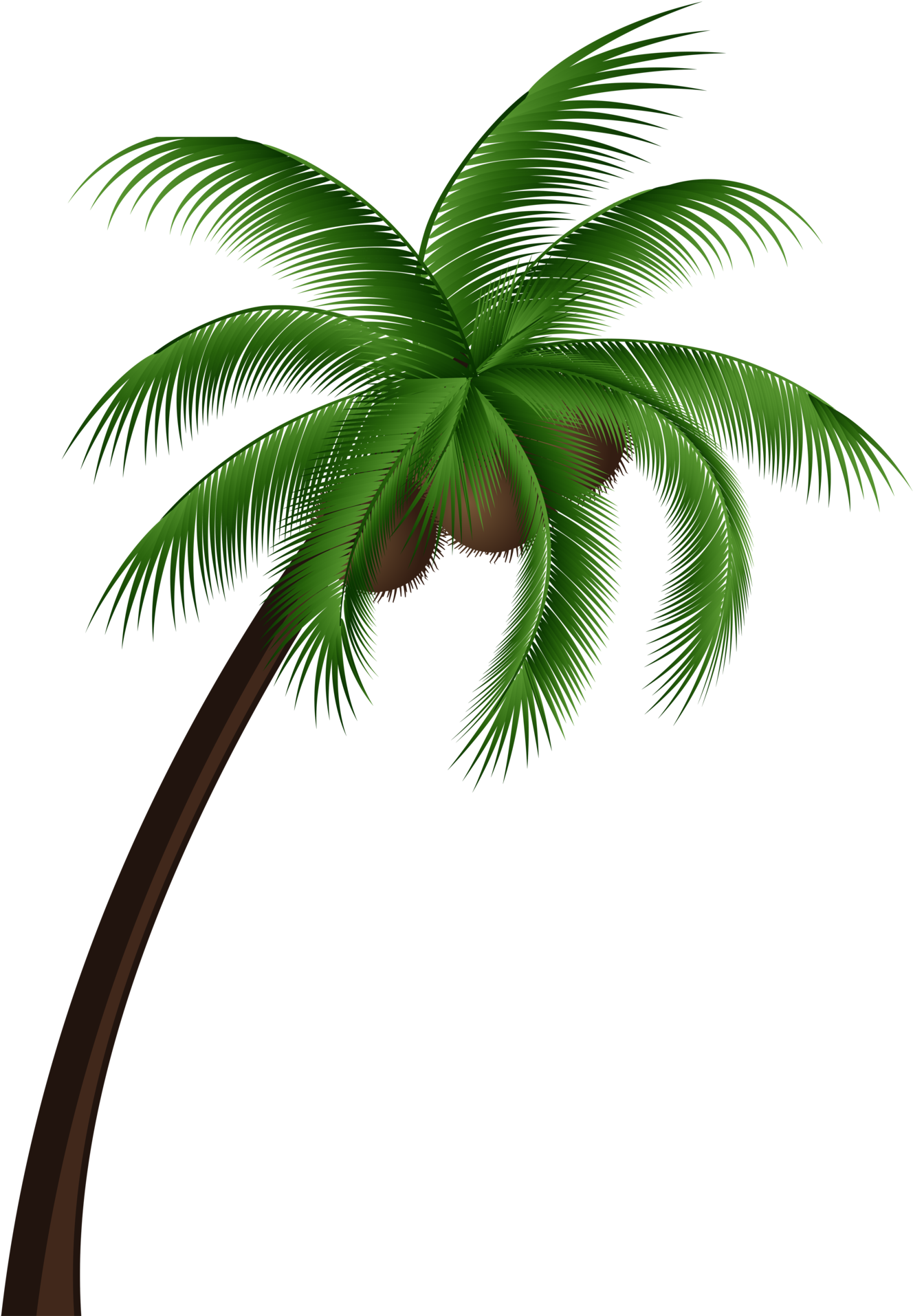 Tropical Coconut Palm Tree PNG image