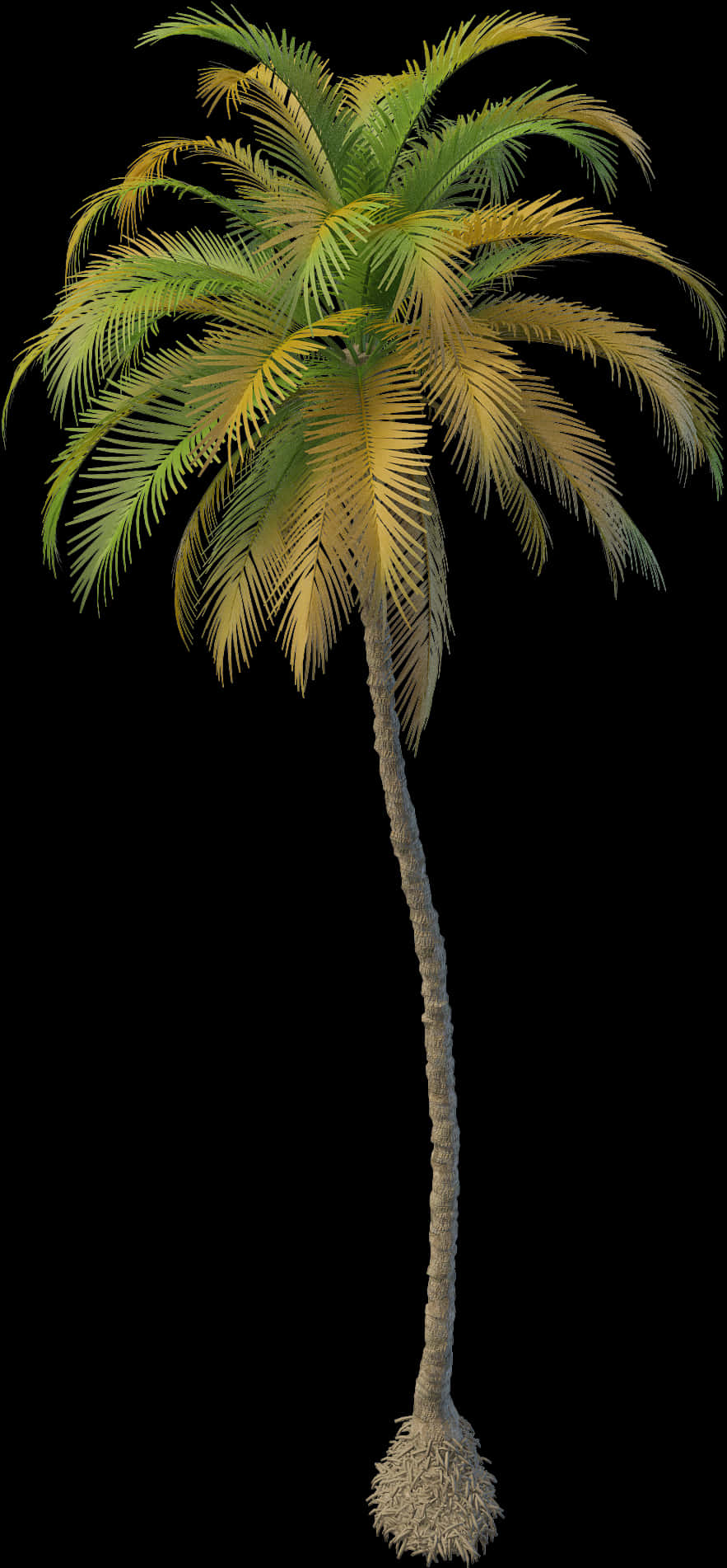 Tropical Coconut Tree Isolated PNG image