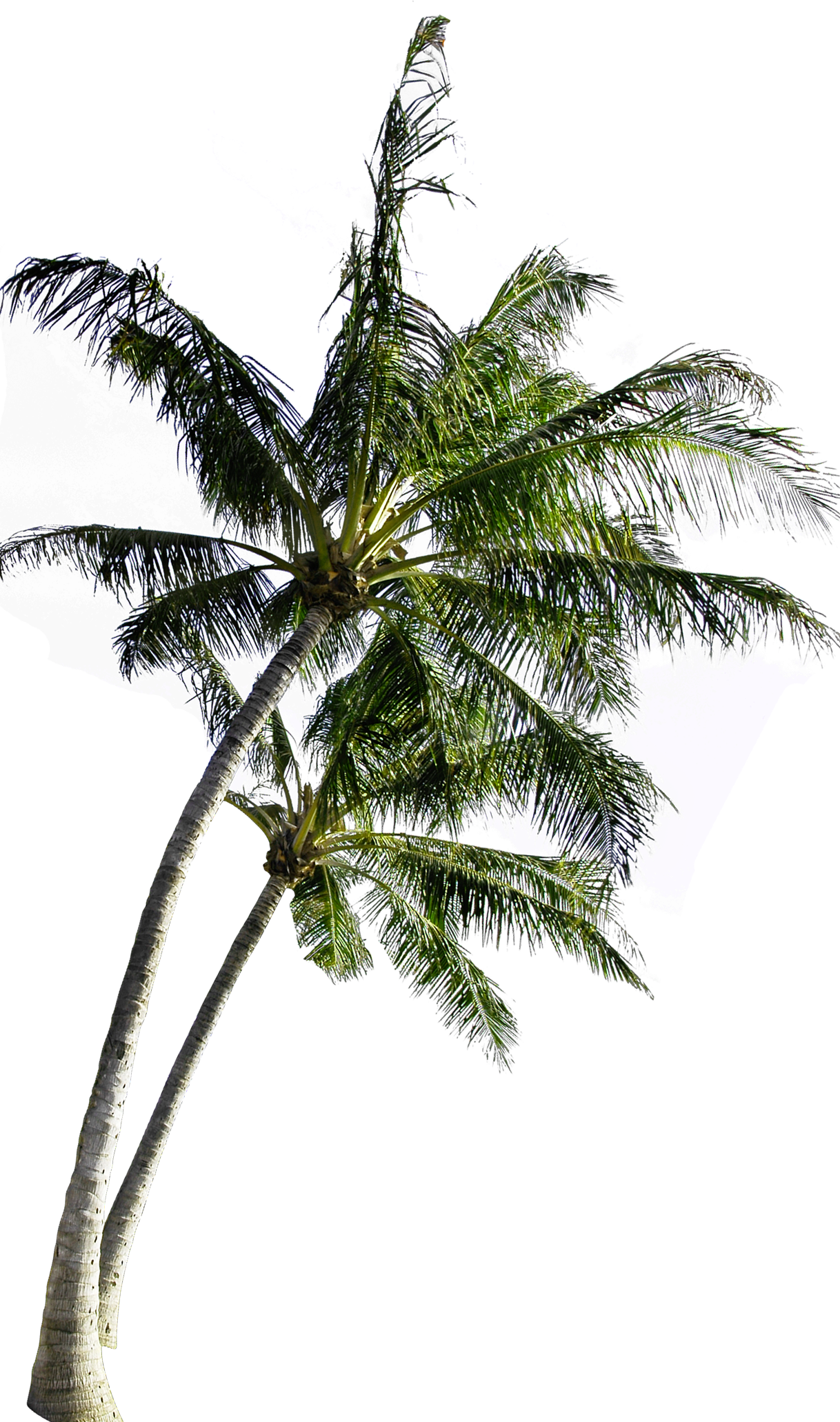 Tropical Coconut Tree Isolated PNG image