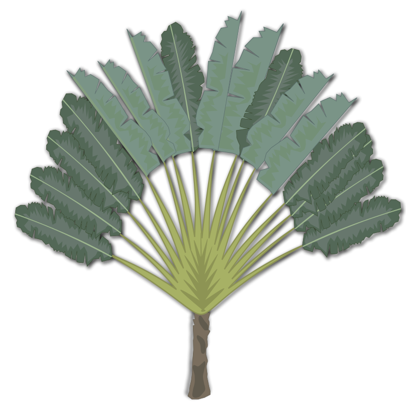 Tropical Fan Palm Illustration PNG image