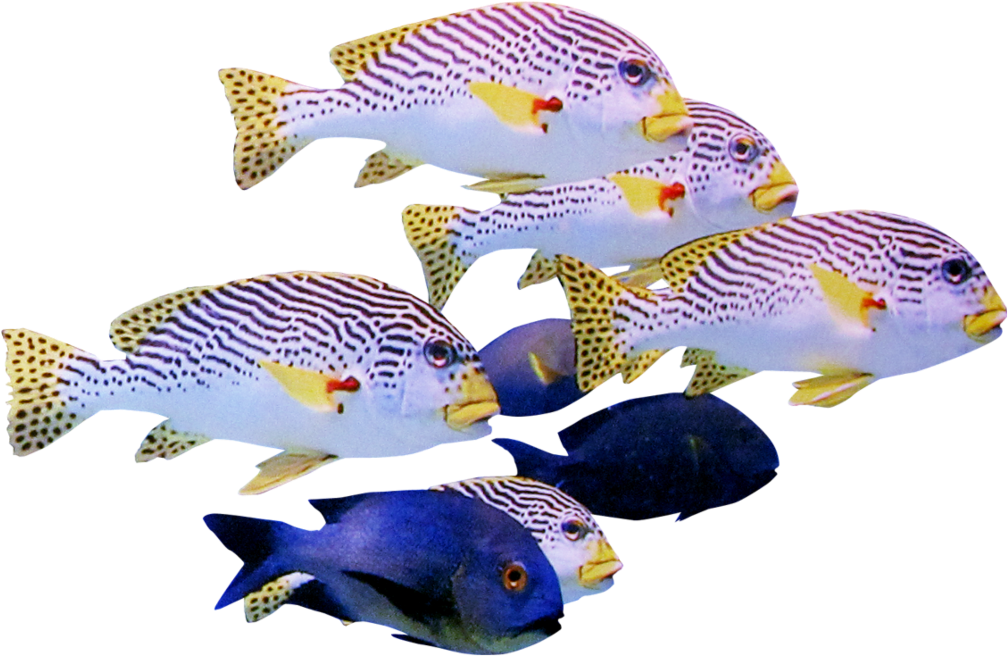 Tropical Fish Schooling Together PNG image