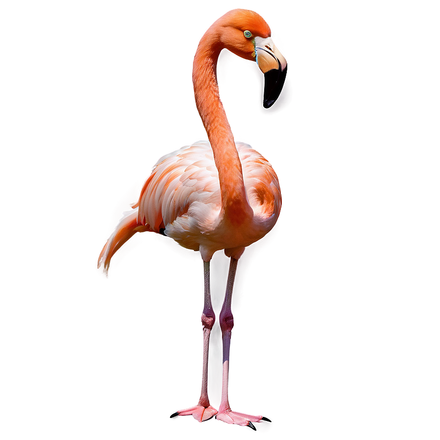 Tropical Flamingo A PNG image