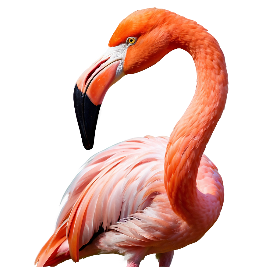 Tropical Flamingo Illustration Png 06272024 PNG image