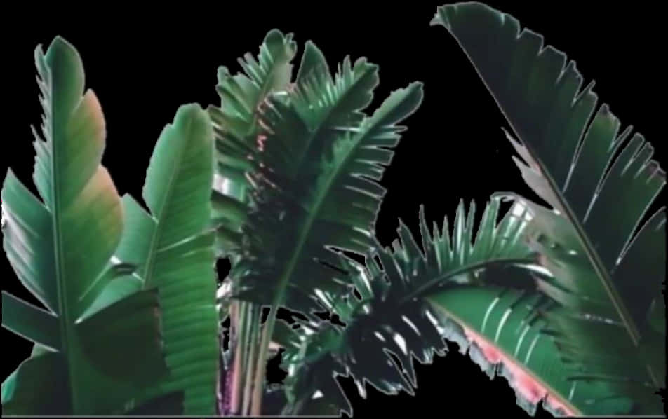 Tropical Greenery Against Black Background.jpg PNG image