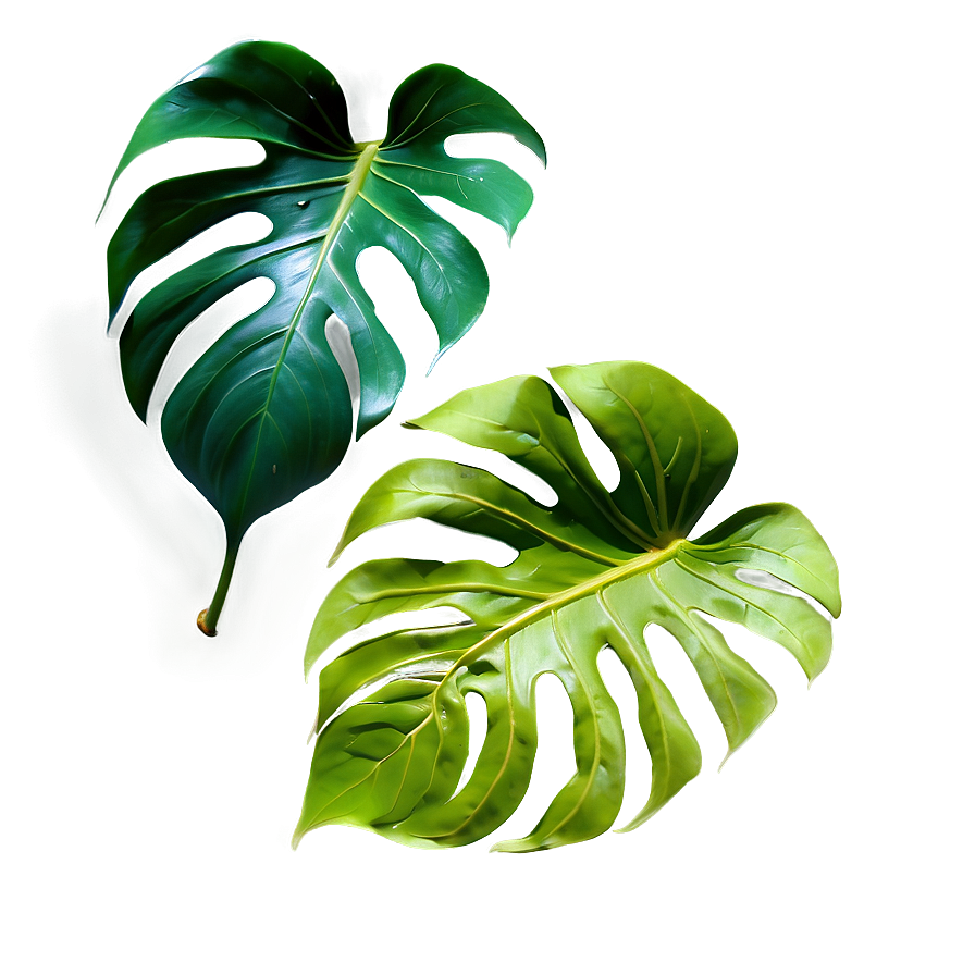 Tropical Monstera Leaf Png 06212024 PNG image