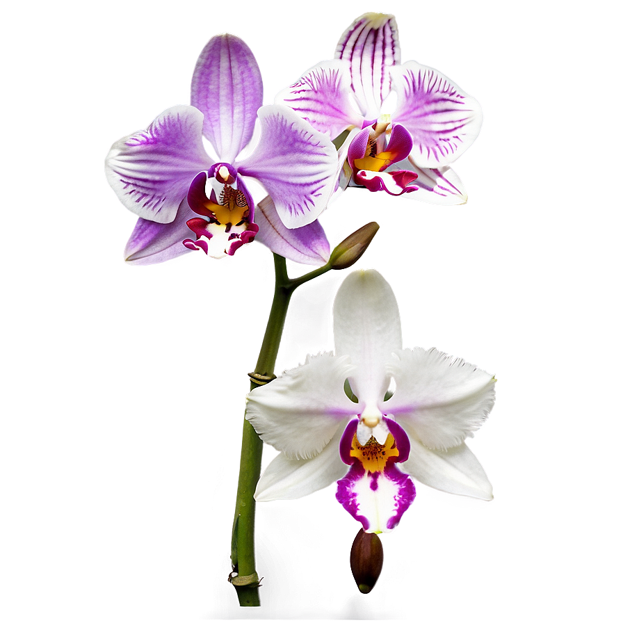 Tropical Orchid Png 05242024 PNG image