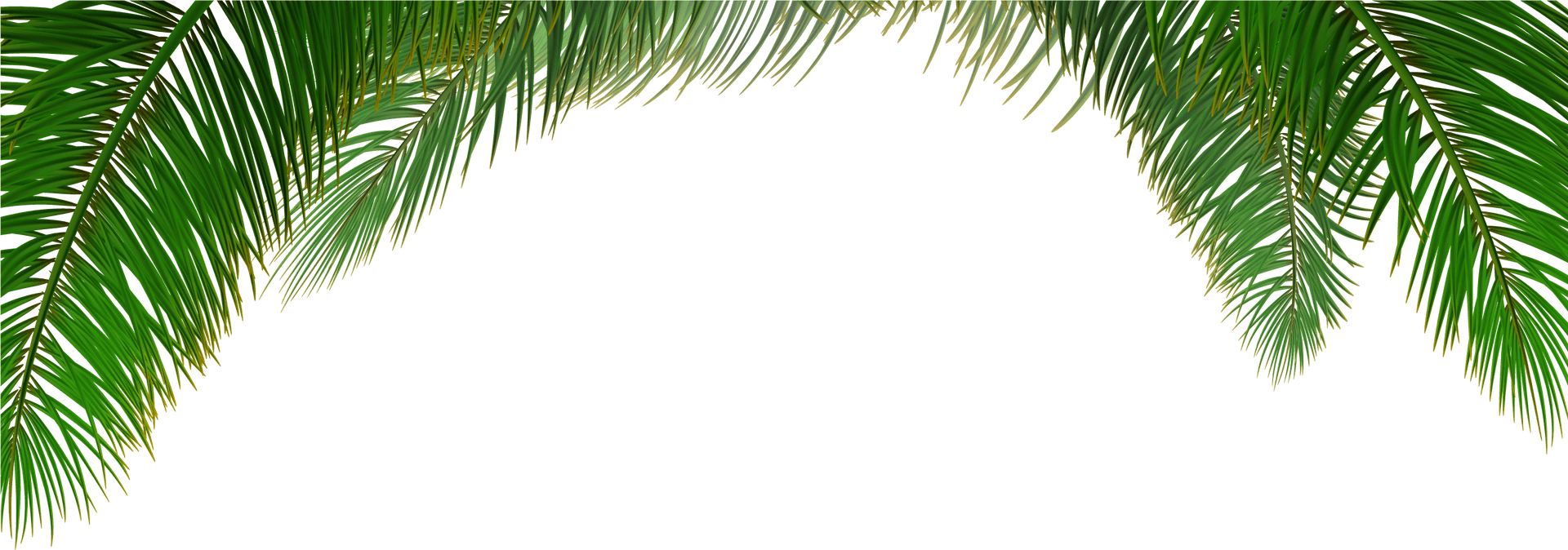 Tropical Palm Leaves Frame PNG image