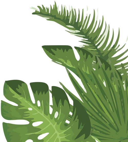 Tropical Palm Leaves Illustration PNG image