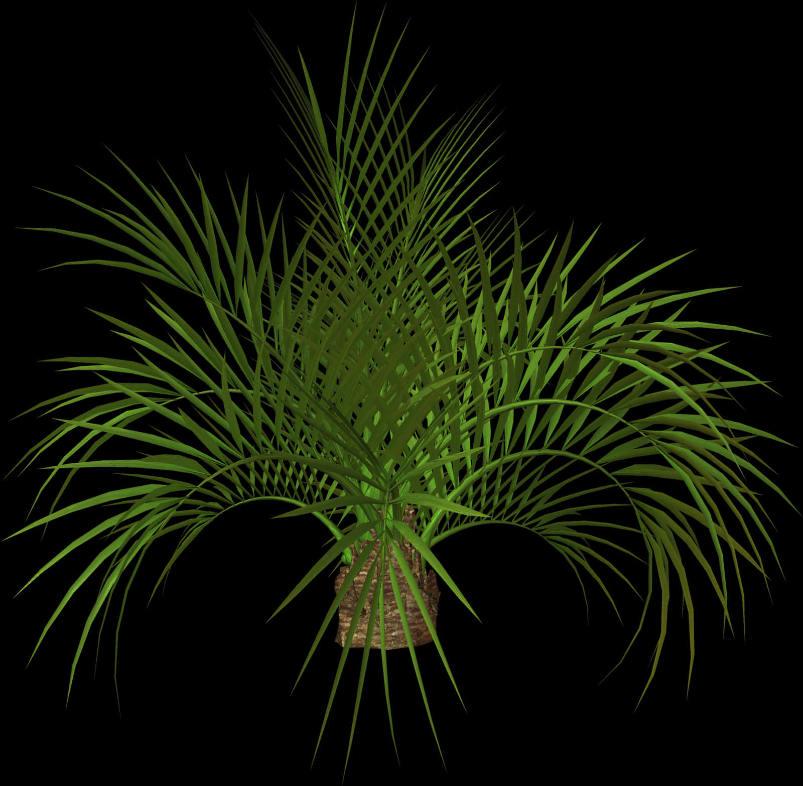 Tropical Palm Plant3 D Rendering PNG image