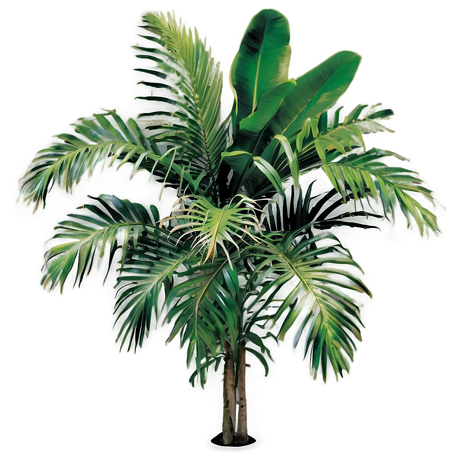 Tropical Palm Plants Png Hxw15 PNG image