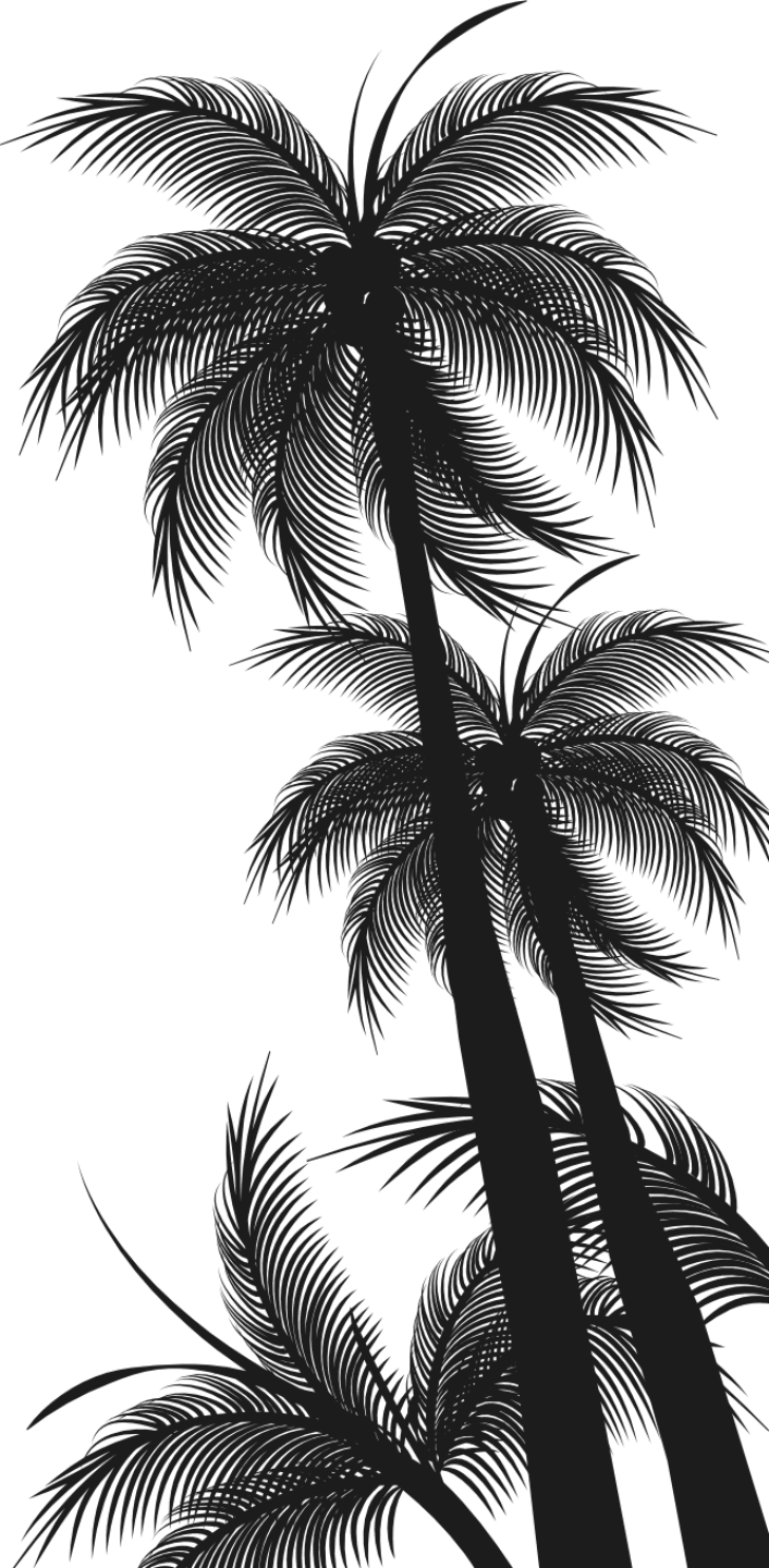 Tropical Palm Silhouettes Night Sky PNG image