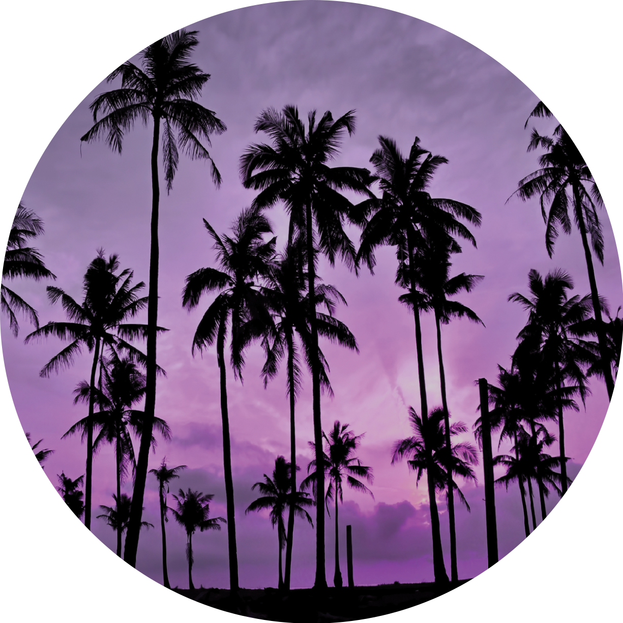 Tropical Palm Silhouettesat Sunset PNG image