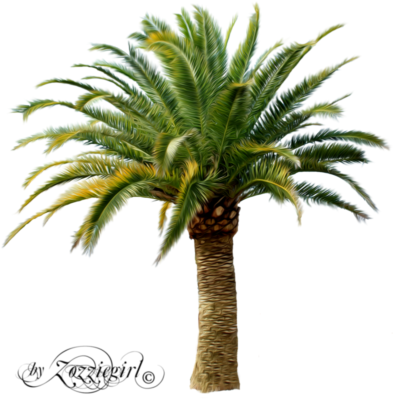 Tropical Palm Tree Artwork PNG image