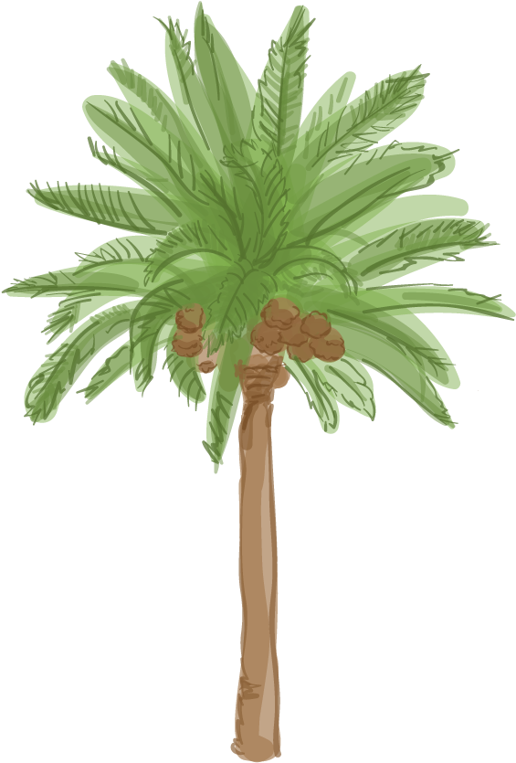 Tropical Palm Tree Illustration PNG image