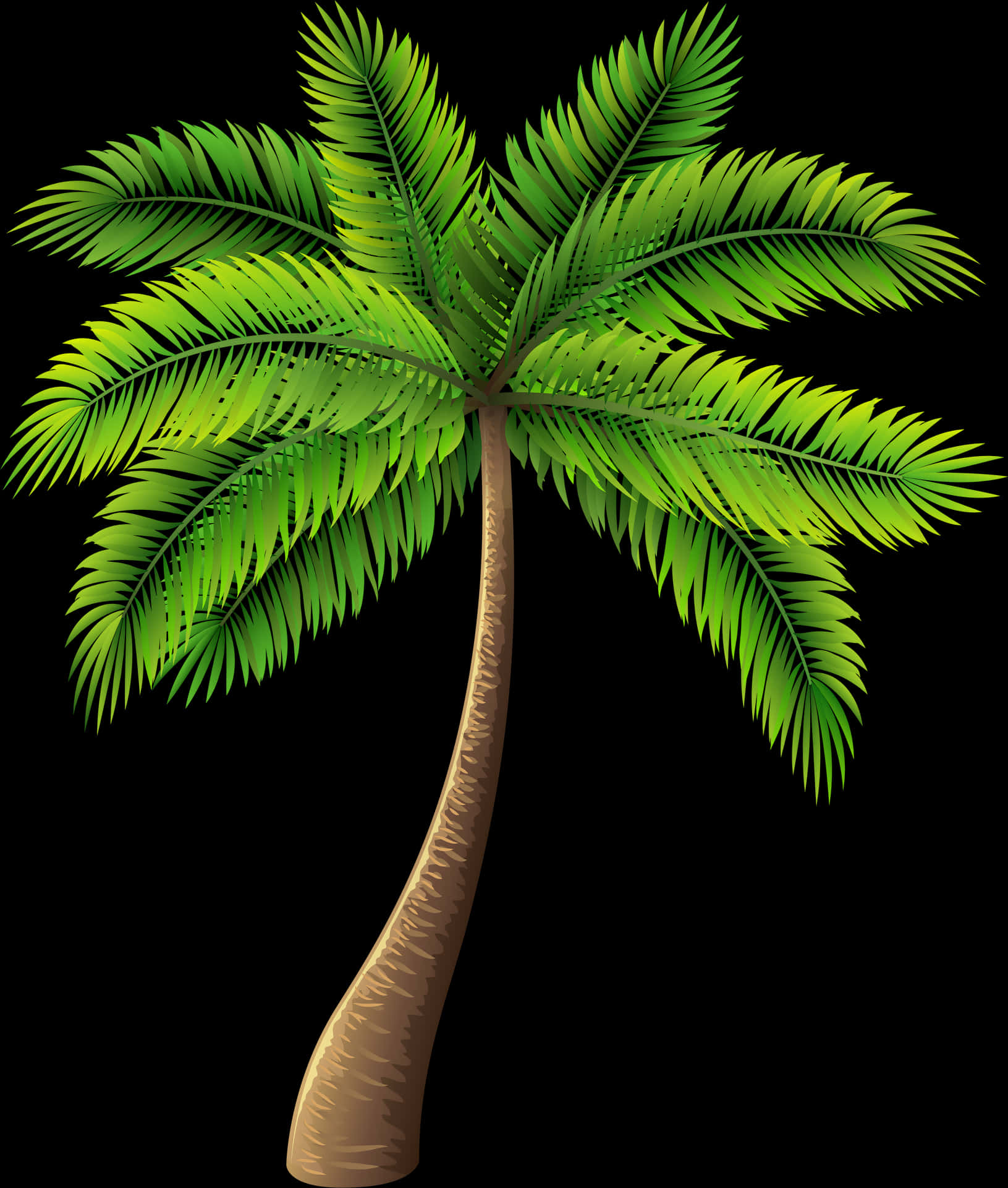 Tropical Palm Tree Illustration PNG image