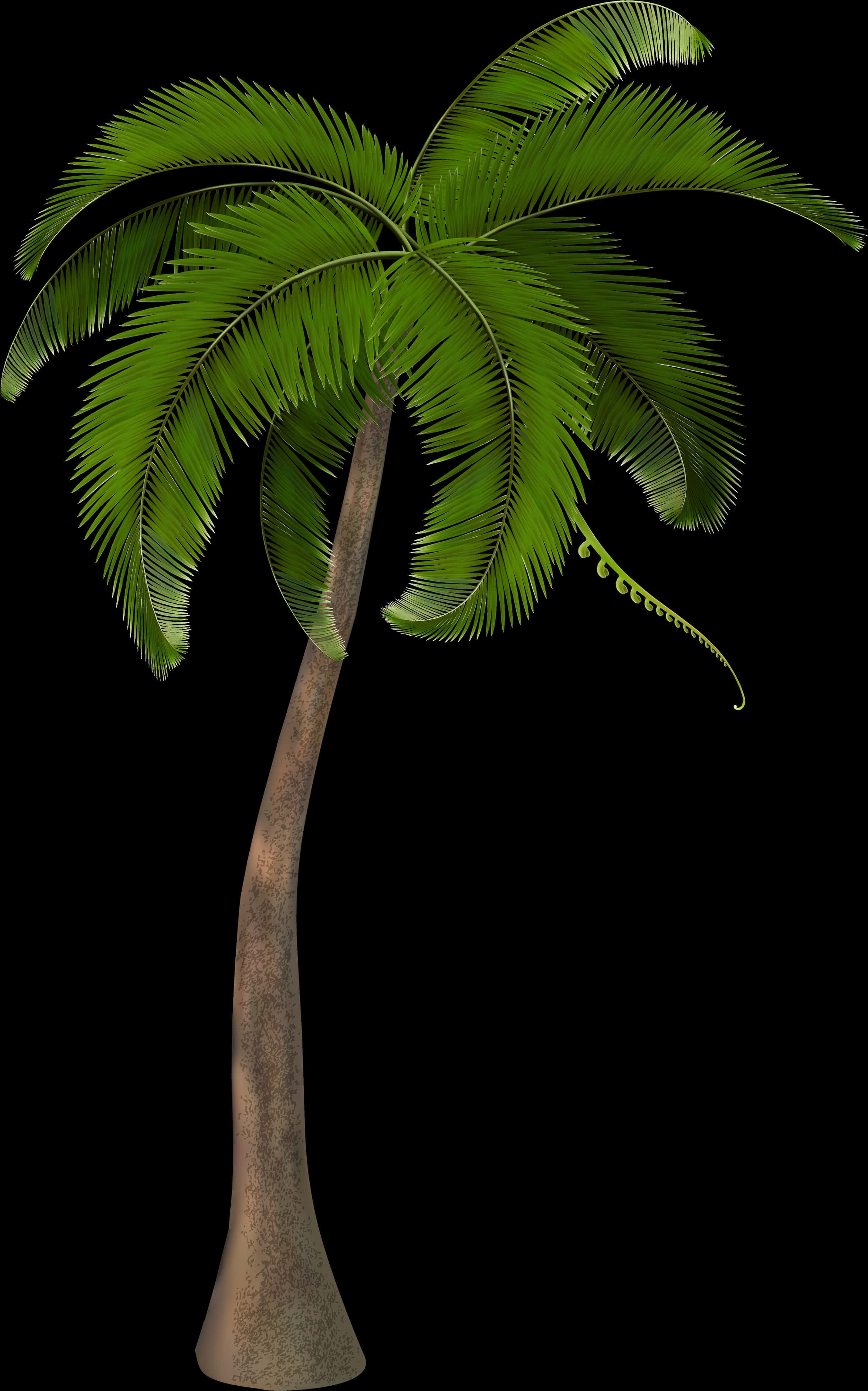 Tropical Palm Tree Isolated Black Background PNG image