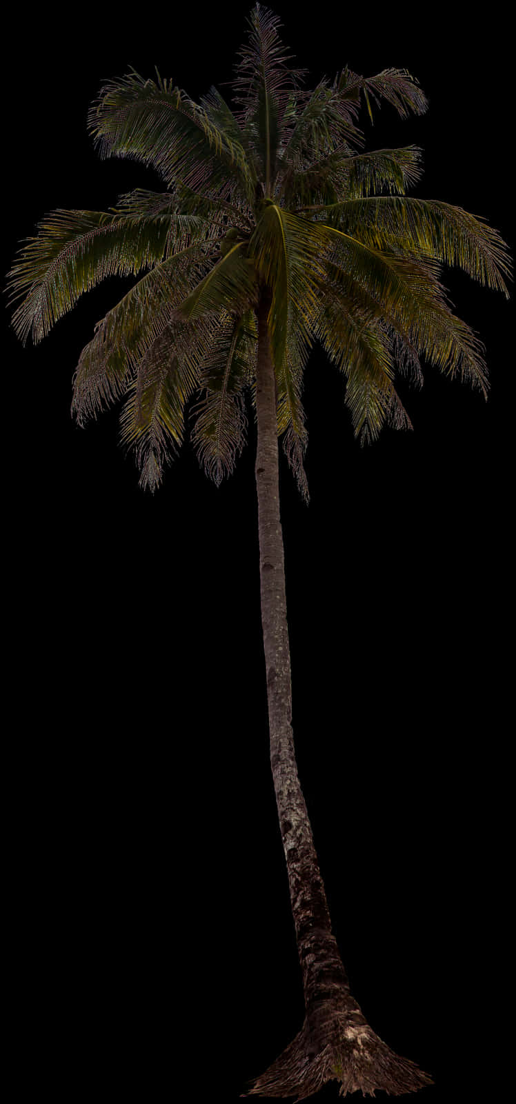 Tropical Palm Tree Isolated PNG image