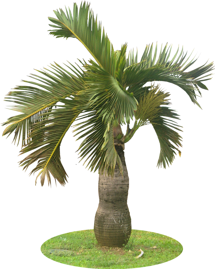 Tropical Palm Tree Isolated PNG image