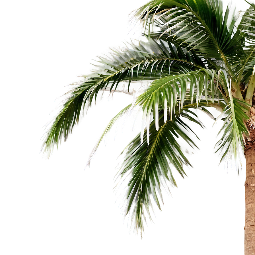 Tropical Palm Tree Png Aav PNG image