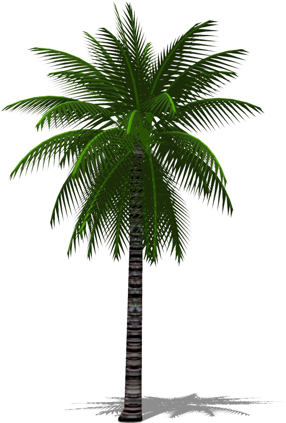 Tropical Palm Tree PNG image