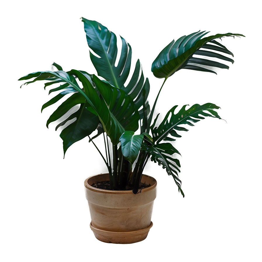 Tropical Plant C PNG image